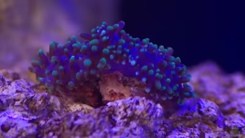 Pflanzen im Aquarium Fluval M90 von mmbm78 (22)