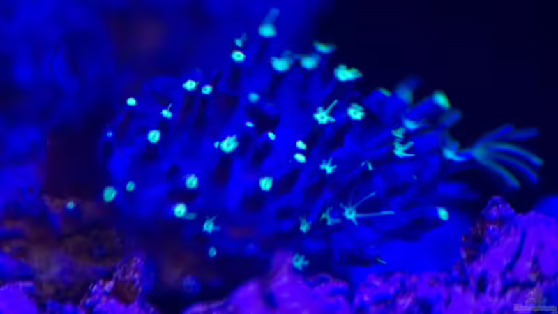 Pflanzen im Aquarium Fluval M90 von mmbm78 (23)