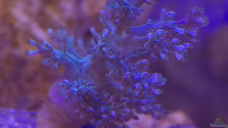 Pflanzen im Aquarium Fluval M90 von mmbm78 (24)