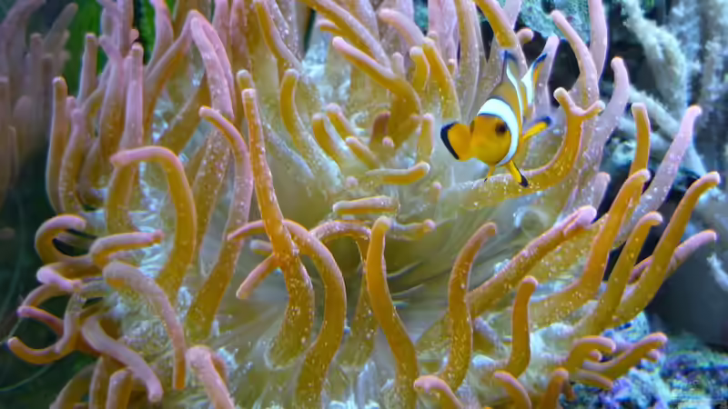 Pflanzen im Aquarium Fluval Reef M40 von Red ( Jürgen ) (5)