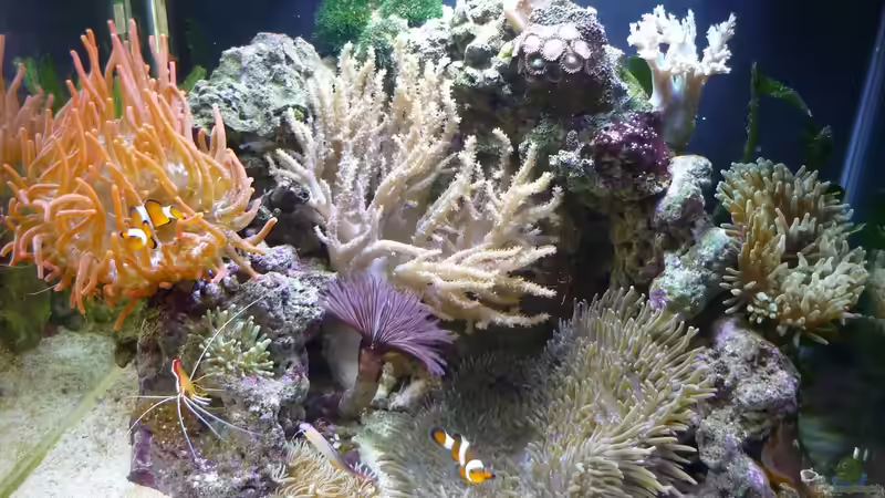 Pflanzen im Aquarium Fluval Reef M40 von Red ( Jürgen ) (7)