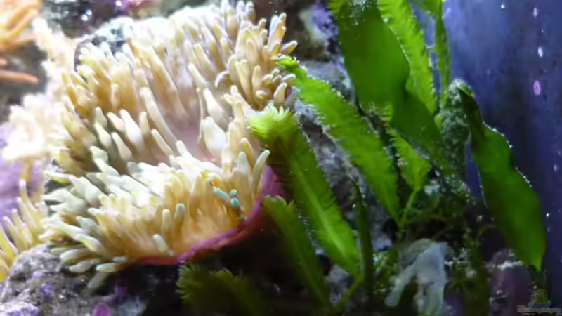 Pflanzen im Aquarium Fluval Reef M40 von Red ( Jürgen ) (9)