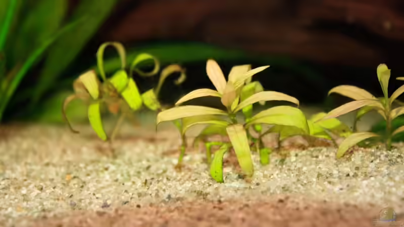 Pflanzen im Aquarium Fluval Roma 240 von blubba123 (2)