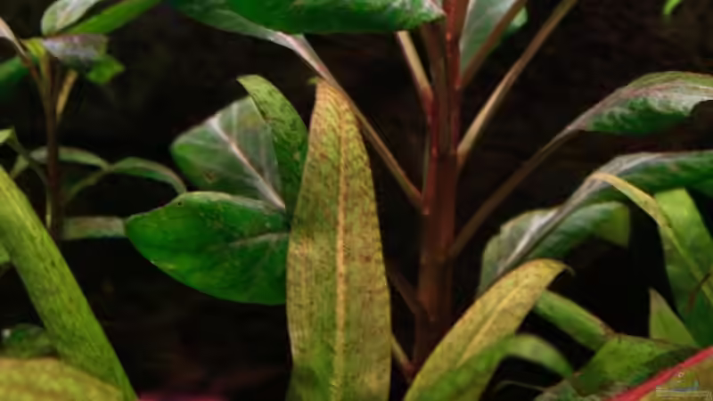 Pflanzen im Aquarium Fluval Roma 240 von blubba123 (3)