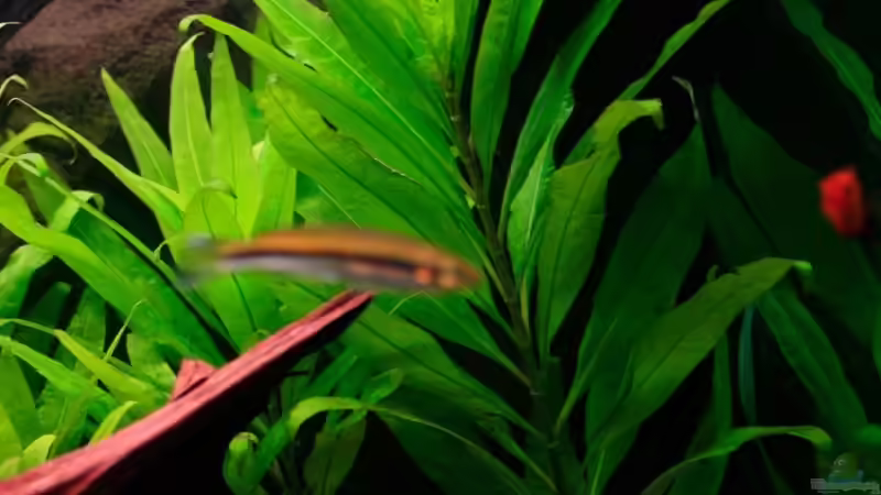 Pflanzen im Aquarium Fluval Roma 240 von blubba123 (4)