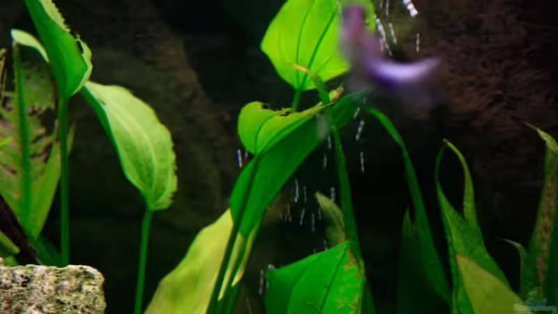 Pflanzen im Aquarium Fluval Roma 240 von blubba123 (5)