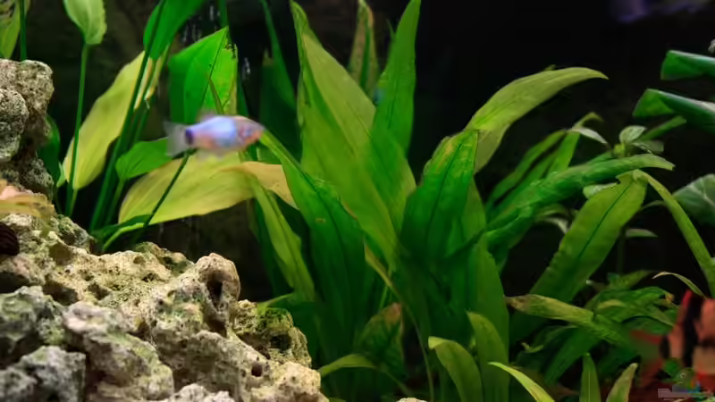 Pflanzen im Aquarium Fluval Roma 240 von blubba123 (6)