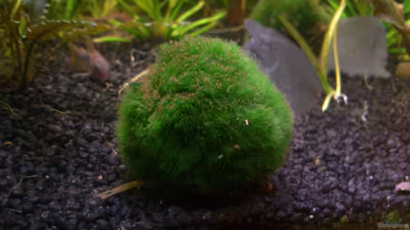 Pflanzen im Aquarium Fluval Roma von aqua rist (2)