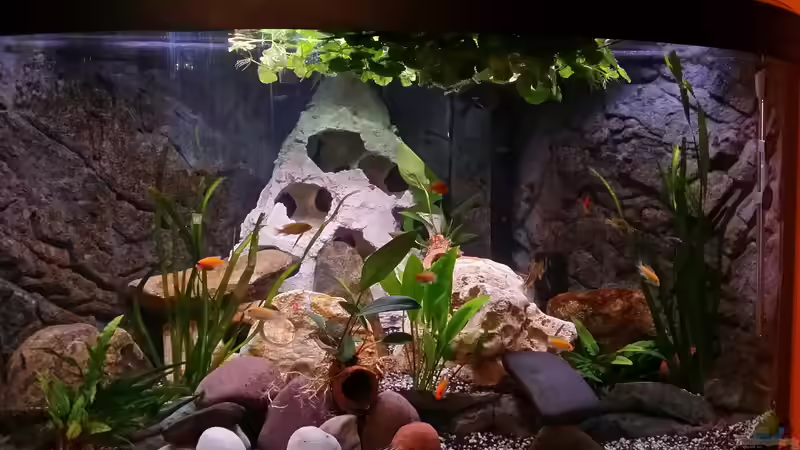 Pflanzen im Aquarium Fluval Venezia 350 Eckaquarium von Steffen und Felix (43)