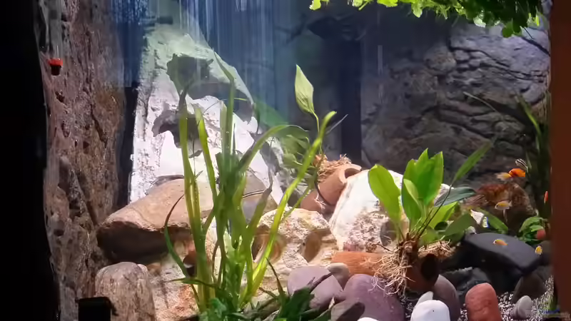 Pflanzen im Aquarium Fluval Venezia 350 Eckaquarium von Steffen und Felix (44)