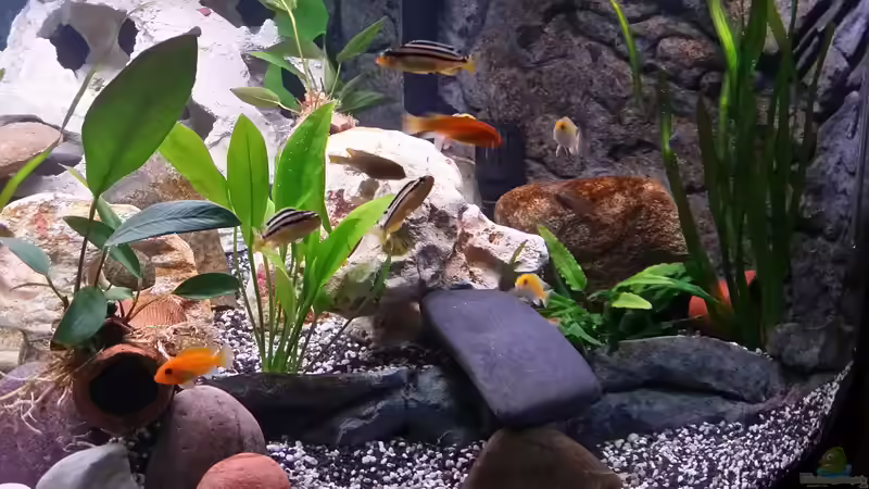 Pflanzen im Aquarium Fluval Venezia 350 Eckaquarium von Steffen und Felix (45)