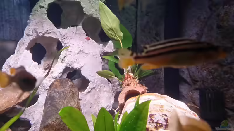 Pflanzen im Aquarium Fluval Venezia 350 Eckaquarium von Steffen und Felix (46)