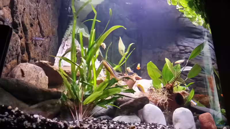 Pflanzen im Aquarium Fluval Venezia 350 Eckaquarium von Steffen und Felix (47)
