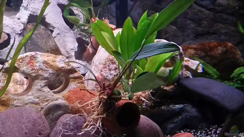 Pflanzen im Aquarium Fluval Venezia 350 Eckaquarium von Steffen und Felix (49)