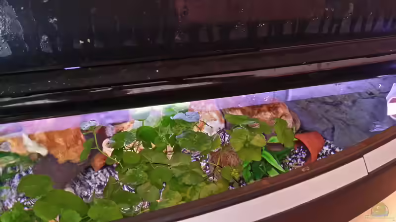 Pflanzen im Aquarium Fluval Venezia 350 Eckaquarium von Steffen und Felix (50)