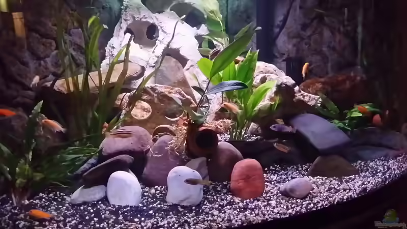 Pflanzen im Aquarium Fluval Venezia 350 Eckaquarium von Steffen und Felix (51)