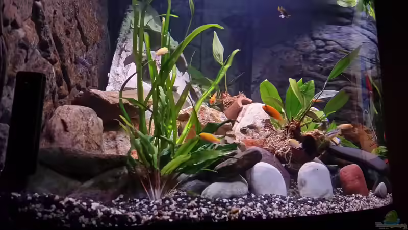 Pflanzen im Aquarium Fluval Venezia 350 Eckaquarium von Steffen und Felix (52)