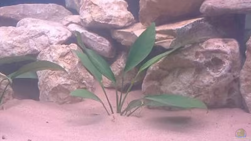 Pflanzen im Aquarium Fluval Venezia Eckaquarium von Malawi0611 (4)