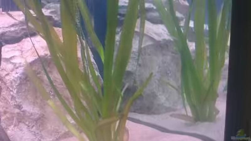 Pflanzen im Aquarium Fluval Venezia Eckaquarium von Malawi0611 (5)