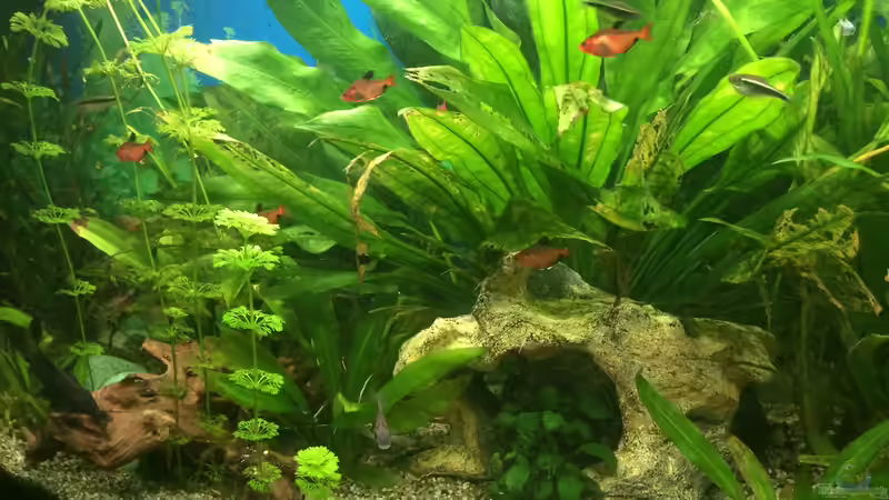 Pflanzen im Aquarium fluval vicenza 260 von Flo (10)