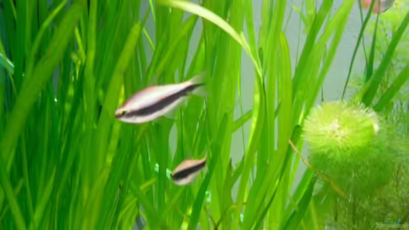 Pflanzen im Aquarium Fluval von switchy66 (2)