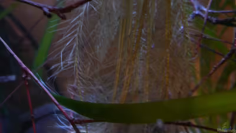 Pflanzen im Aquarium Fotokasten von Cichlid Power (11)