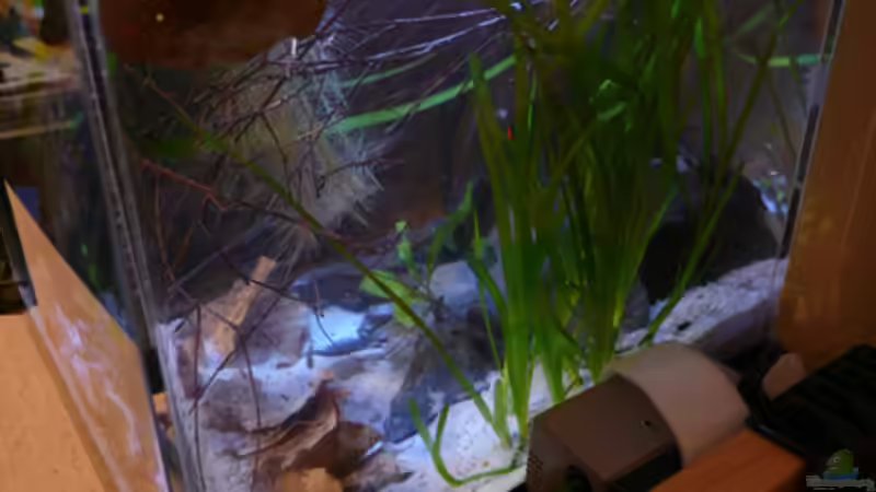 Pflanzen im Aquarium Fotokasten von Cichlid Power (12)