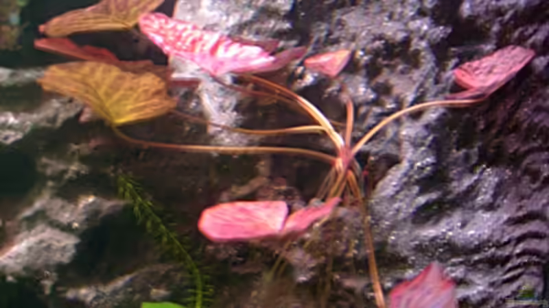 Pflanzen im Aquarium Frogtopia von Lisa. (4)