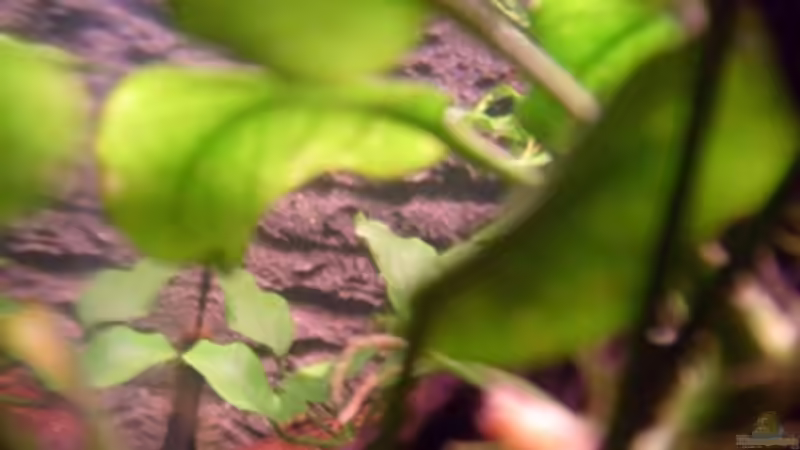 Pflanzen im Aquarium Frogtopia von Lisa. (5)