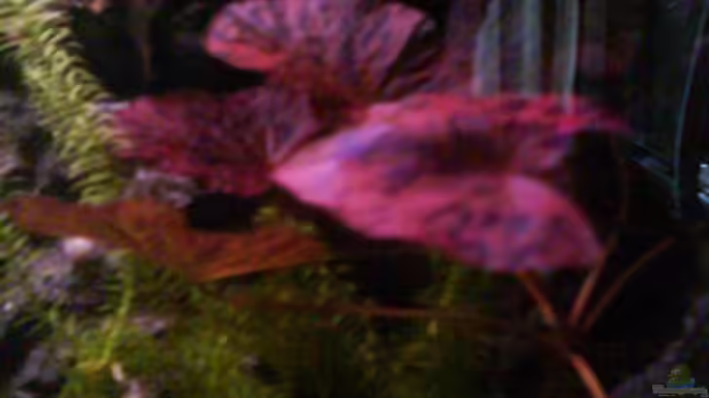 Pflanzen im Aquarium Froschgrotte von LaEy (7)