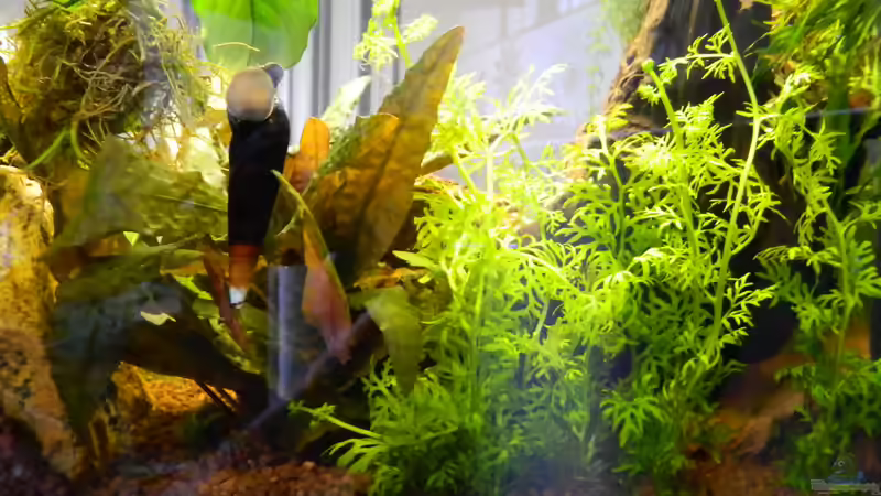 Pflanzen im Aquarium Froschparadies (nur noch Beispiel) von Nick3 (3)