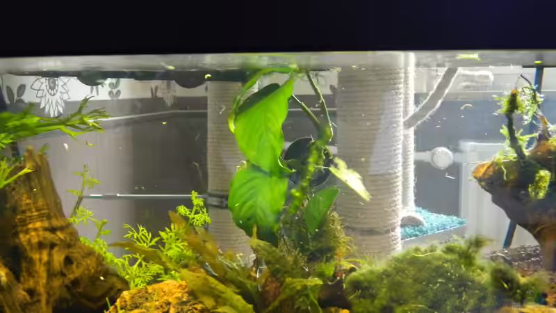 Pflanzen im Aquarium Froschparadies (nur noch Beispiel) von Nick3 (4)