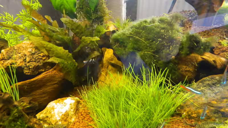 Pflanzen im Aquarium Froschparadies (nur noch Beispiel) von Nick3 (6)