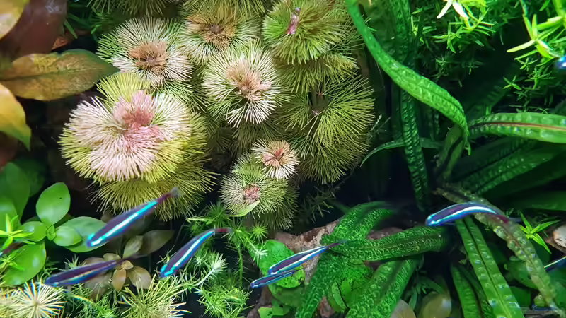 Pflanzen im Aquarium Gaja von Sebastian Hartmann (10)