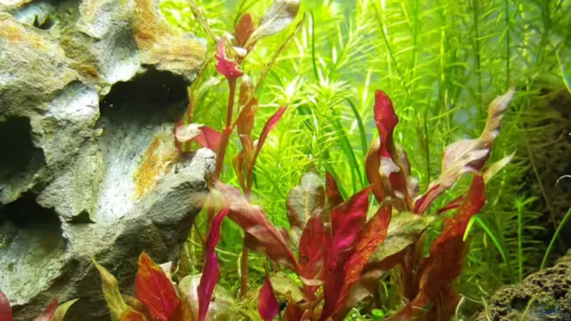 Pflanzen im Aquarium Gaja von Sebastian Hartmann (16)