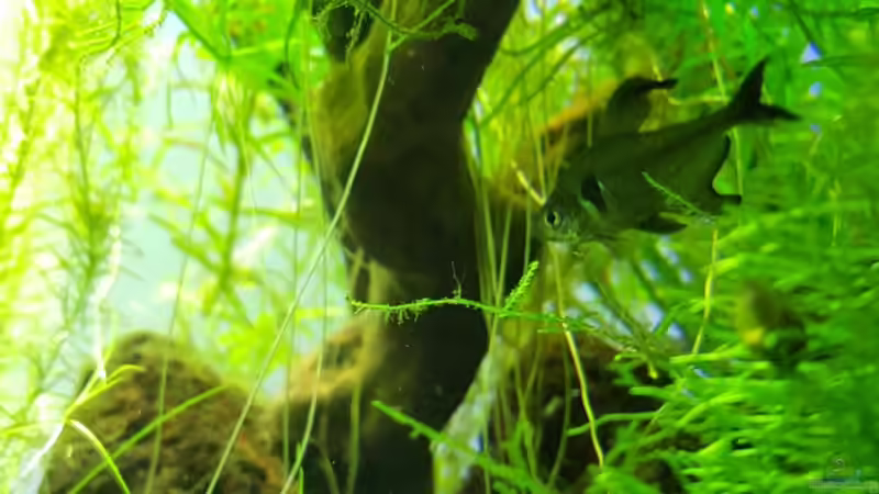 Pflanzen im Aquarium Gaja von Sebastian Hartmann (17)