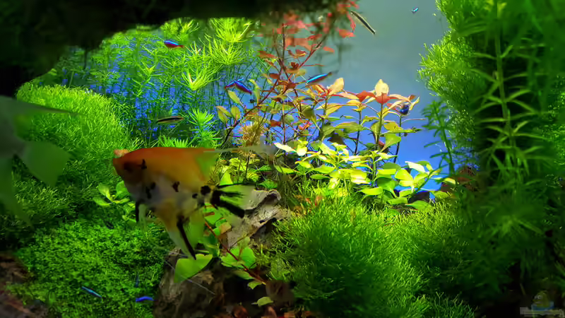 Pflanzen im Aquarium Gaja von Sebastian Hartmann (19)