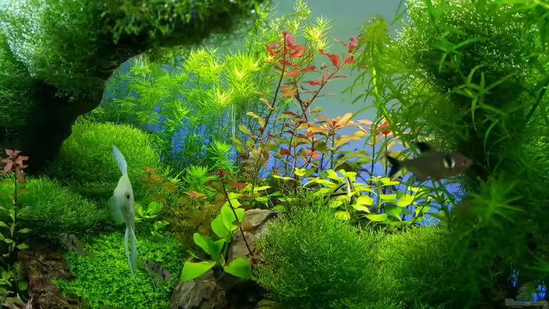 Pflanzen im Aquarium Gaja von Sebastian Hartmann (20)