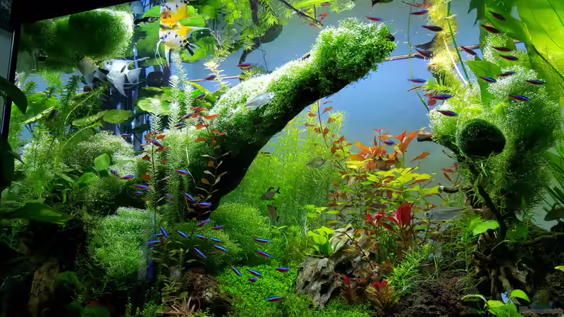 Pflanzen im Aquarium Gaja von Sebastian Hartmann (21)