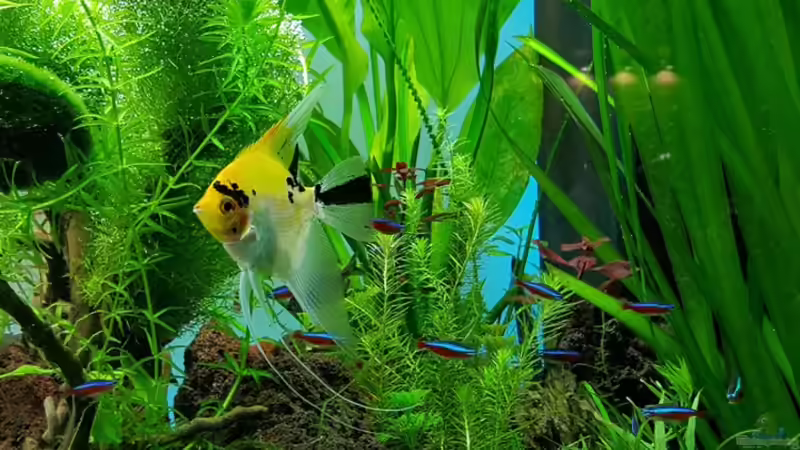 Pflanzen im Aquarium Gaja von Sebastian Hartmann (24)