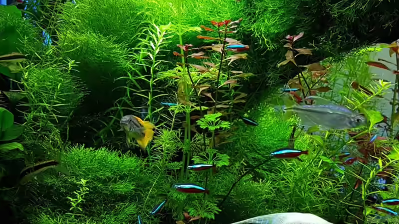 Pflanzen im Aquarium Gaja von Sebastian Hartmann (35)