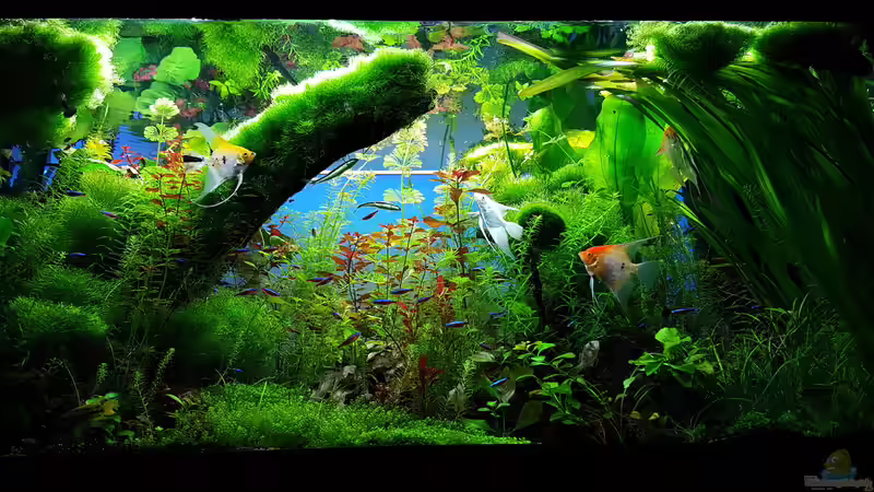 Pflanzen im Aquarium Gaja von Sebastian Hartmann (36)