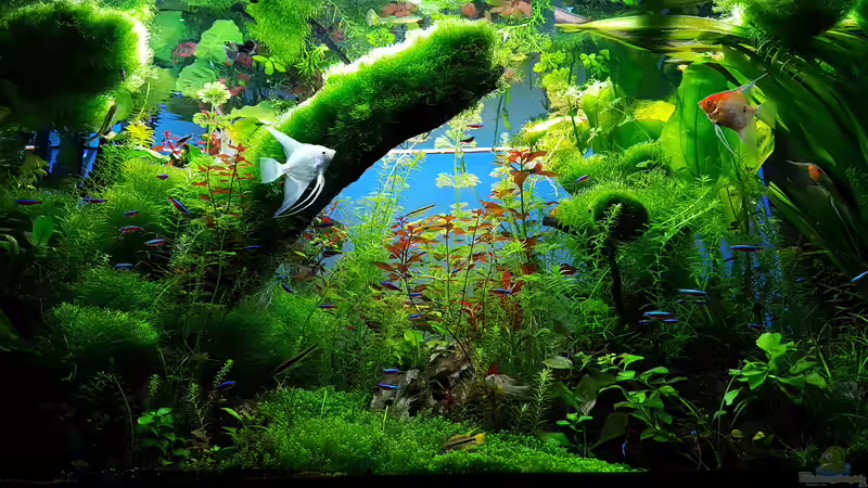 Pflanzen im Aquarium Gaja von Sebastian Hartmann (37)