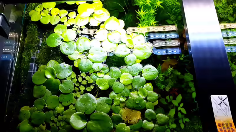 Pflanzen im Aquarium Gaja von Sebastian Hartmann (4)