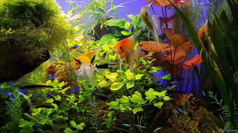 Pflanzen im Aquarium Gaja von Sebastian Hartmann (48)