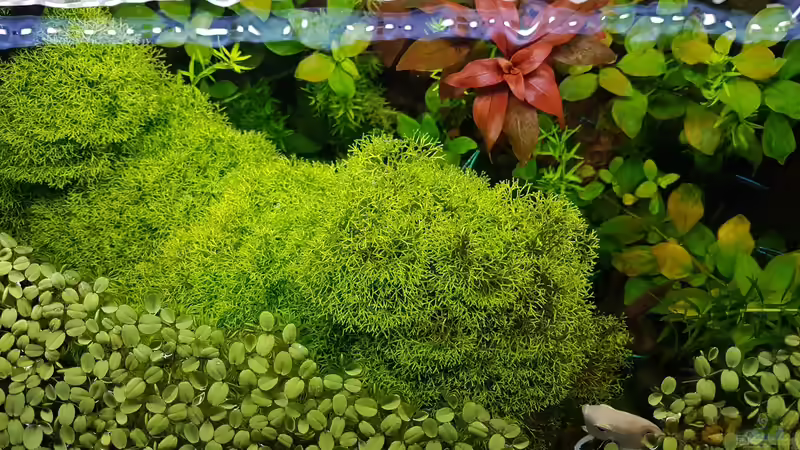 Pflanzen im Aquarium Gaja von Sebastian Hartmann (49)