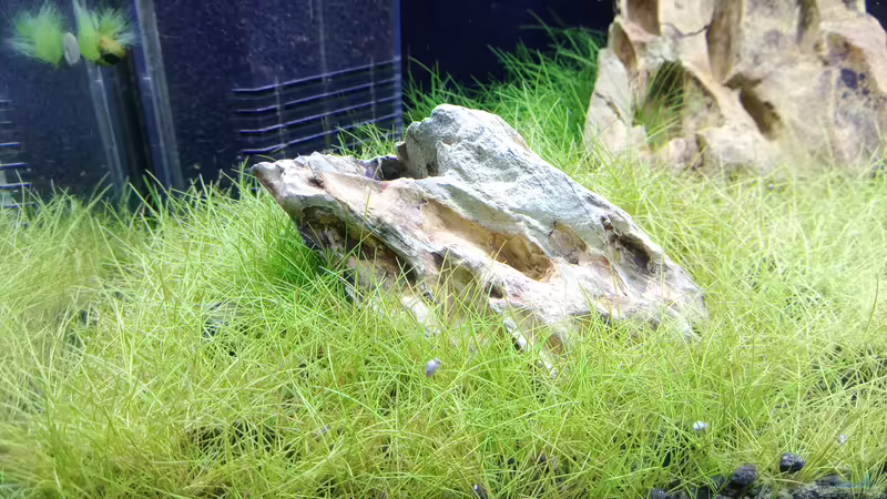 Pflanzen im Aquarium Garnelen - Iwagumi von Torsten Bullmahn (3)