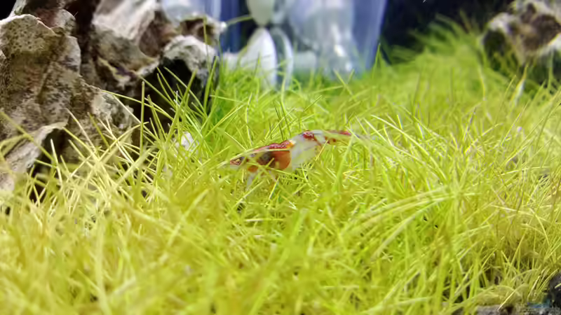 Pflanzen im Aquarium Garnelen - Iwagumi von Torsten Bullmahn (4)