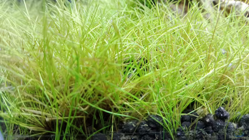 Pflanzen im Aquarium Garnelen - Iwagumi von Torsten Bullmahn (5)