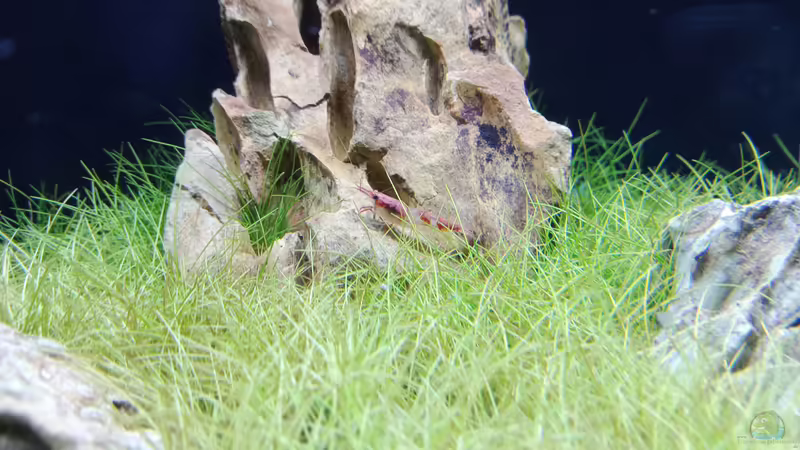 Pflanzen im Aquarium Garnelen - Iwagumi von Torsten Bullmahn (6)